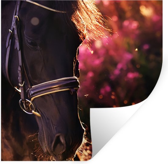 Stickers muraux - Cheval - Soleil - Portrait - 100x100 cm - Film adhésif XXL