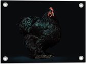 WallClassics - Tuinposter – Zwarte Kip met Donkere Achtergrond - 40x30 cm Foto op Tuinposter  (wanddecoratie voor buiten en binnen)