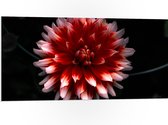 WallClassics - PVC Schuimplaat - Roze met Rode Bloem - 100x50 cm Foto op PVC Schuimplaat (Met Ophangsysteem)