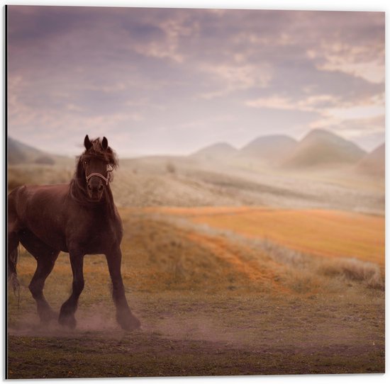 WallClassics - Dibond - Zwart Paard in de Natuur - 50x50 cm Foto op Aluminium (Wanddecoratie van metaal)