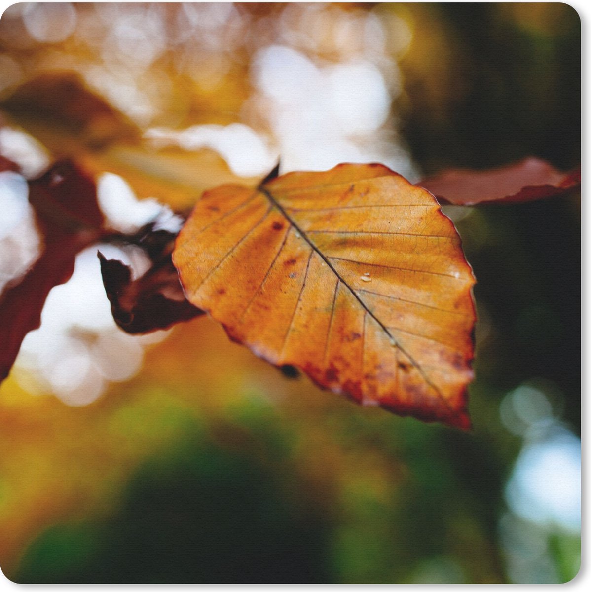 Muismat 20x20 cm - Mousepad Beuk - Herfst - Bladeren - Muismatten