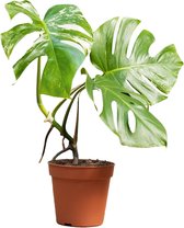 Monstera Deliciosa Variegata - Kamerplant - Kweekpot 15 cm - Hoogte 50 cm
