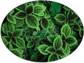 WallClassics - Dibond Ovaal - Mooie Groene Blaadjes - 68x51 cm Foto op Ovaal (Met Ophangsysteem)