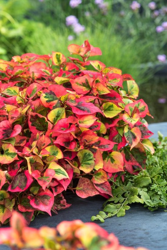 Set van 3 | Houttuynia cordata 'Chameleon' - 0.7 liter pot