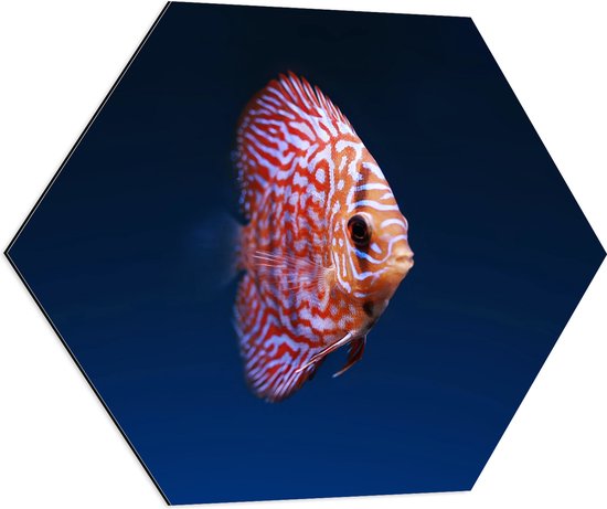 WallClassics - Dibond Hexagon - Wit Oranje Discus Vis - 80x69.6 cm Foto op Hexagon (Met Ophangsysteem)