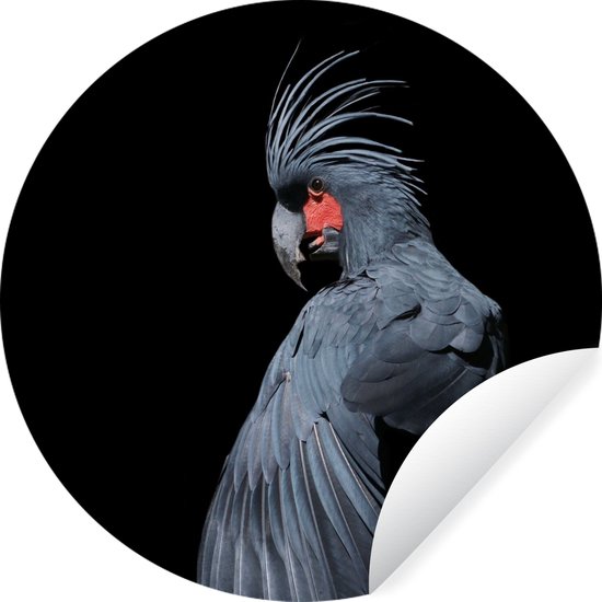 Cacatoès noir sur fond noir Sticker mural cercle mural ⌀ 140 cm / cercle papier peint / cercle mural / cercle vivant - autocollant & découpe ronde