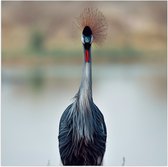 WallClassics - Poster (Matte) - Grue Majestueuse dans les Herbes Vertes sur l' Water - Photo 50x50 cm sur Papier Poster avec un Aspect Mat