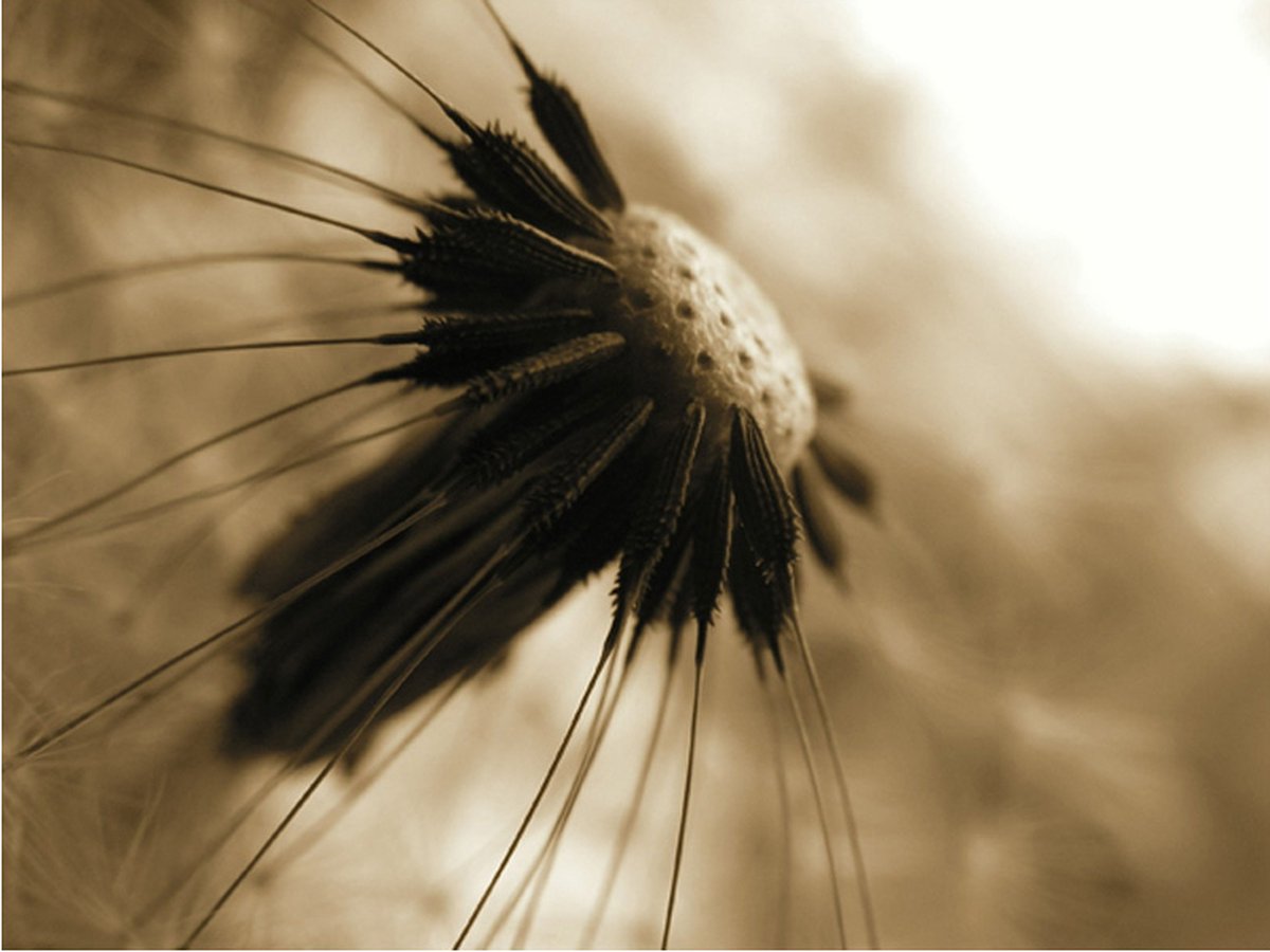 Fotobehang - paardebloem - sepia.