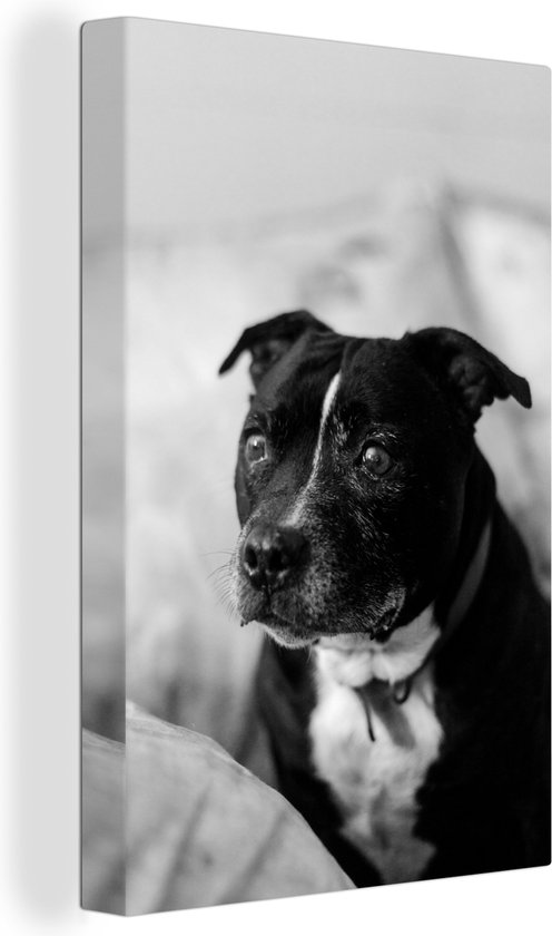 Tableau sur toile Chien Staffordshire Bull Terrier noir assis sur