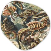 Organische Wanddecoratie - Kunststof Muurdecoratie- Organisch Schilderij - Vintage - Kunst - Ernst Haeckel - Salamanders - Dieren- 90x90 cm - Organische spiegel vorm op kunststof