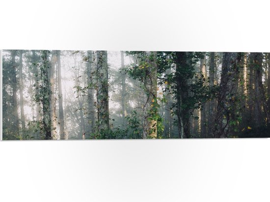 WallClassics - Panneau en mousse PVC - Brouillard entre les Arbres - Photo 90x30 cm sur panneau en mousse PVC