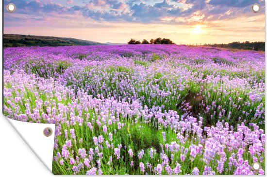 Een tuinposter met een lavendelveld bij zonsondergang, met een hoek omgeslagen.