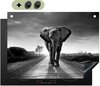 Éléphant, Noir, Blanc