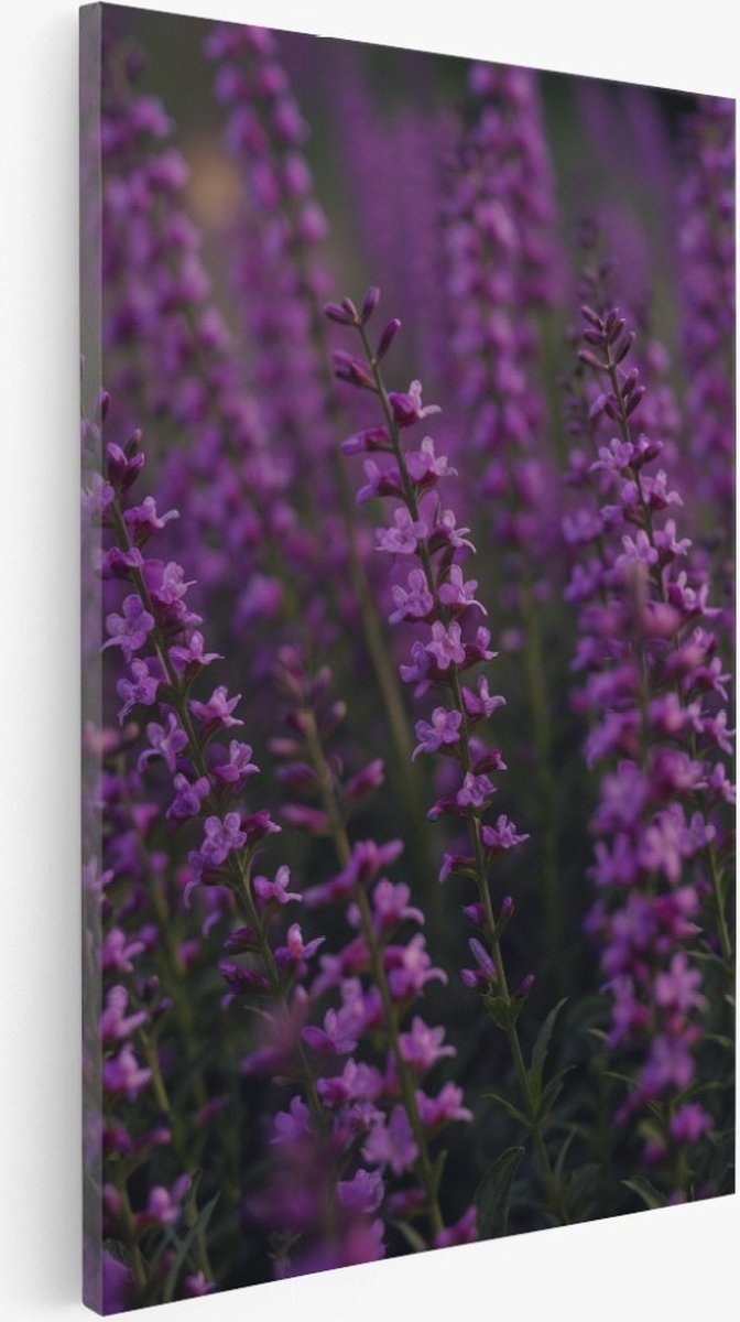 Saammp Canvas Schilderij - Lavendelveld - Natuur - Bloemen - 40x60 - Foto op canvas - Wanddecoratie - Muurdecoratie Woonkamer - Kantoor Decoratie Multicolor
