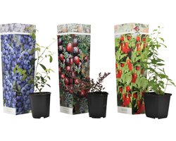 Plant in a Box - Superfruit - Mix van 3 - Fruitbomen - Lycium barbarum, vaccinium corymbosum, vaccinium macrocarpon - Pot 9cm - Hoogte 25-40cm