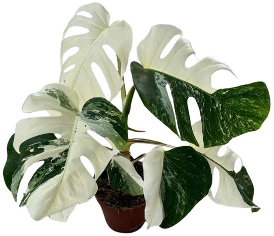 Monstera collectie van Bol.