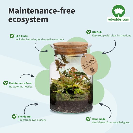 Marimo Mooskugeln Ökosystem | Mit LED-Beleuchtung - Fertiges Terrarium Set