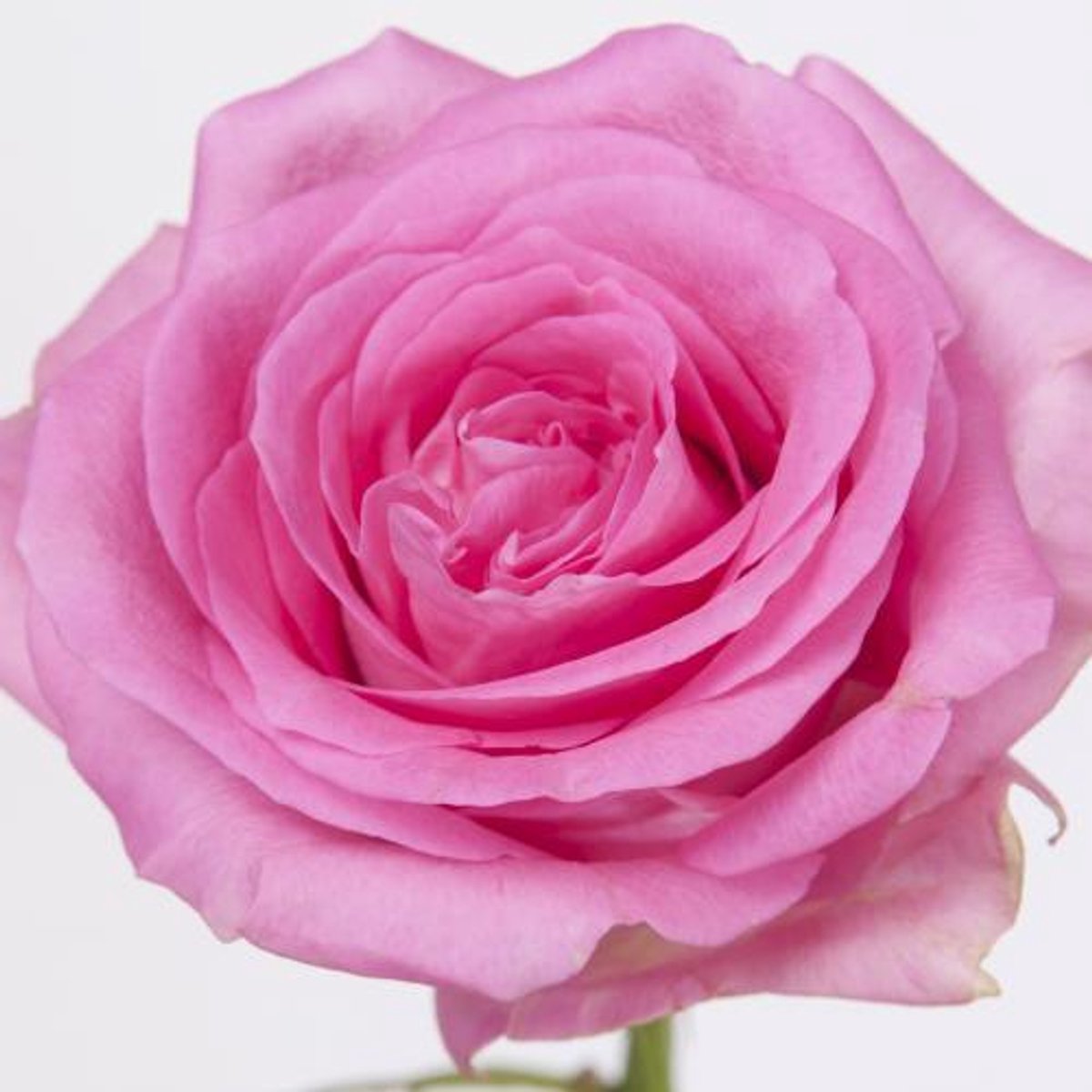 20x Rosa revival 60cm