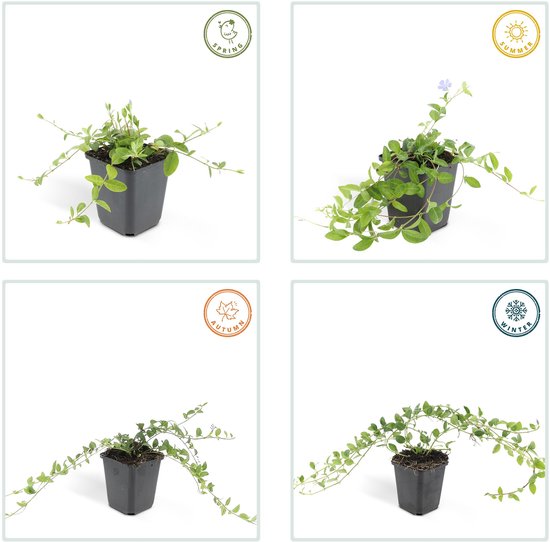 Set de 6 Petites Pervenche - Vinca minor bleu hauteur 15cm taille pot 9cm