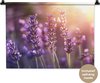 Lavande, Violet