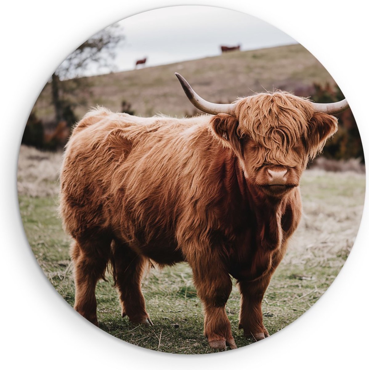 Saammp Muurcirkel Hout - Groep Schotse Hooglander Koeien op de hooglanden - Dieren - Natuur - Ø 40 - Wandcirkel - Wanddecoratie Cirkel - muurdecoratie Woonkamer - Slaapkamer decoratie - Rond Schilderij