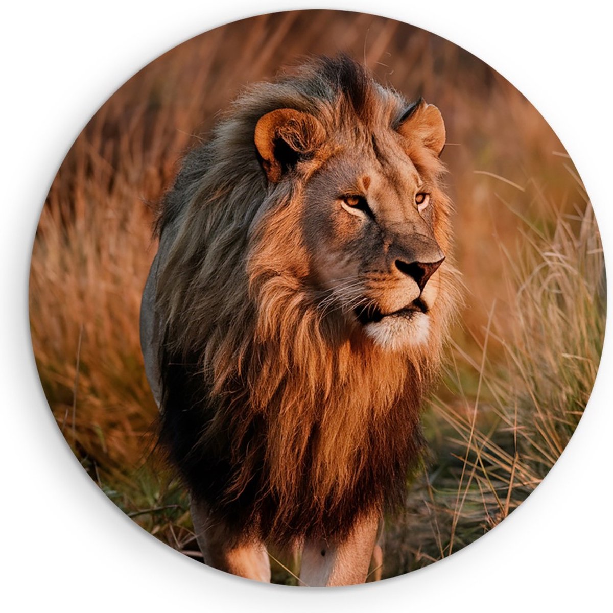 Saammp Forex Muurcirkel - Leeuw Tussen Het Hoge Gras - Dieren - Natuur - Ø 80 - Wandcirkel - Wanddecoratie Cirkel - Muurdecoratie Woonkamer - Slaapkamer decoratie - Rond Schilderij
