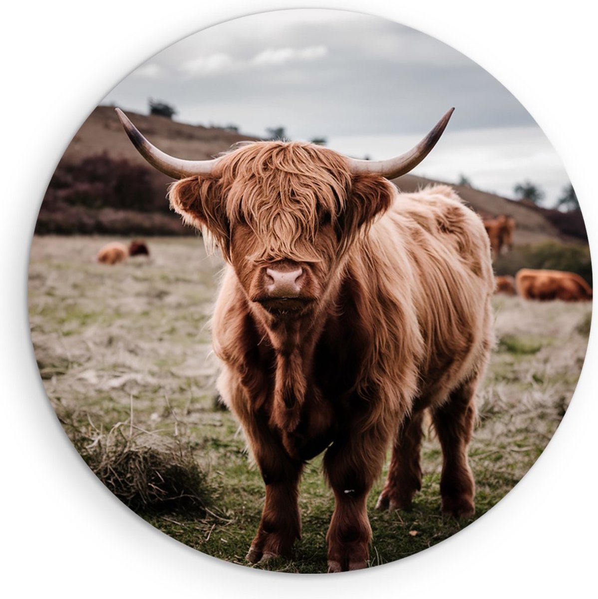 Saammp Muurcirkel Hout - Groep Schotse Hooglander Koeien in de wei - Dieren - Natuur - Ø 50 - Wandcirkel - Wanddecoratie Cirkel - muurdecoratie Woonkamer - Slaapkamer decoratie - Rond Schilderij