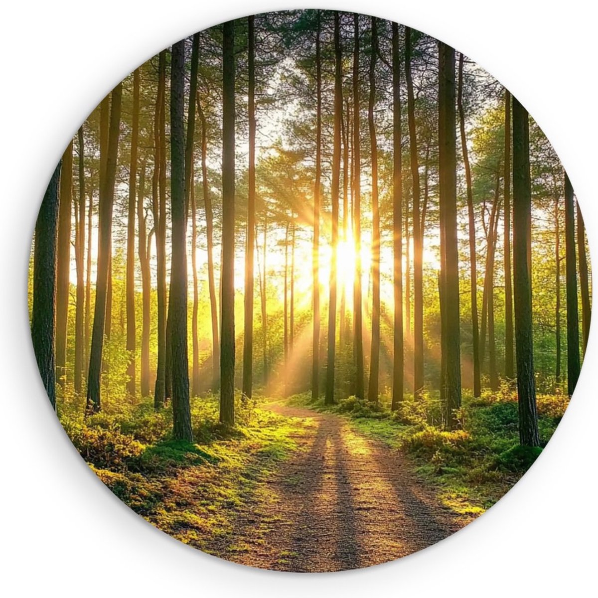 Saammp Forex Muurcirkel - Zon tussen de hoge bomen - Natuur - Landschap - Ø 70 - Wandcirkel - Wanddecoratie Cirkel - Muurdecoratie Woonkamer - Slaapkamer decoratie - Rond Schilderij