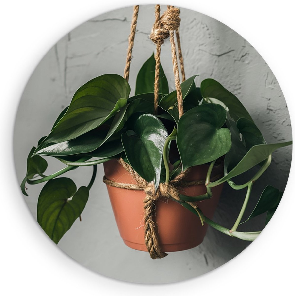 Saammp Forex Muurcirkel - Hangplant Hartvormige Bladeren - Natuur - Abstract - Ø 90 - Wandcirkel - Wanddecoratie Cirkel - Muurdecoratie Woonkamer - Kantoor Decoratie