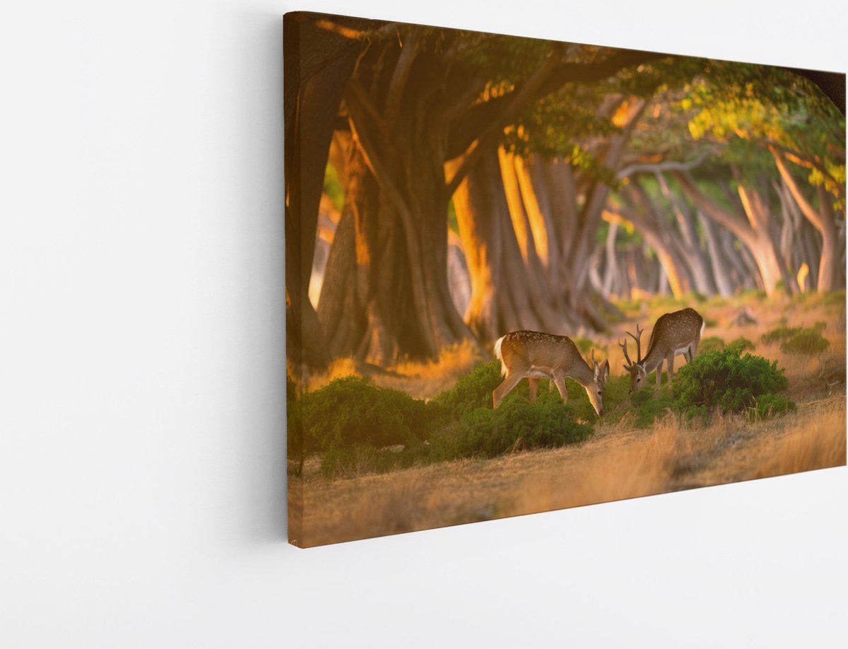 Saammp Canvas Schilderij - 2 jonge herten in zonsopgang - Natuur - Dieren - 40x30 - Foto op canvas - Wanddecoratie - Muurdecoratie Woonkamer - Slaapkamer decoratie - Canvas Print Multicolor