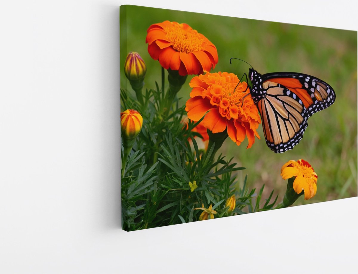 Saammp Canvas Schilderij -Vlinder op oranje bloem - Dieren - 50x40 - Foto op canvas - Wanddecoratie - muurdecoratie Woonkamer - Slaapkamer decoratie - Canvas Print Multicolor