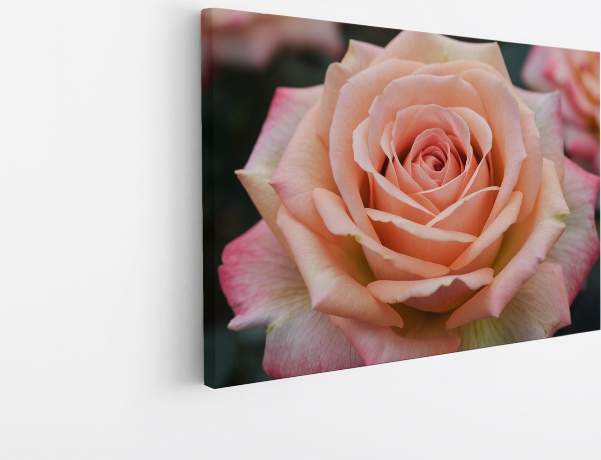 Saammp Canvas Schilderij - Roze Roos - Bloemen - Abstract - 30x20 - Foto op canvas - Wanddecoratie - Muurdecoratie Woonkamer - Kantoor Decoratie Multicolor