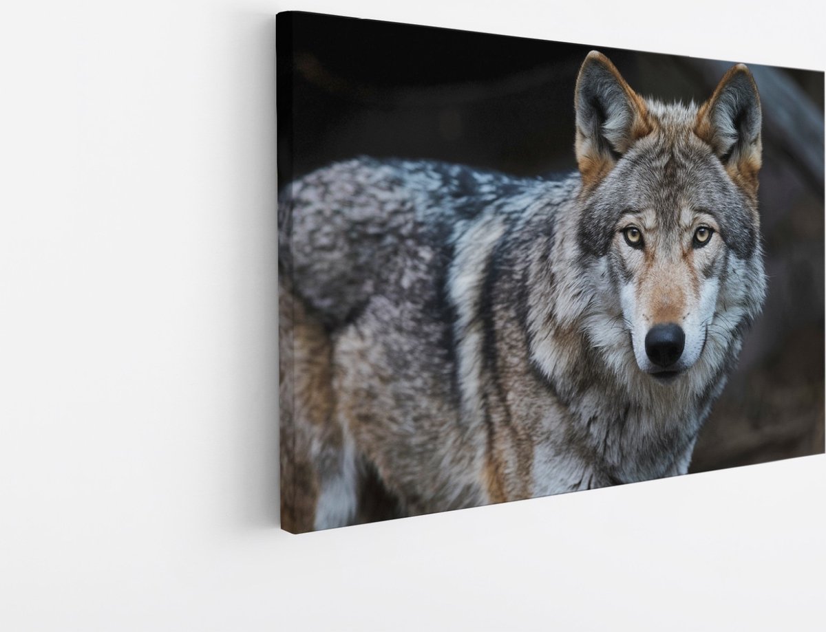 Saammp Canvas Schilderij - Wolf - Portret - Dieren - Natuur - 30x20 - Foto op canvas - Wanddecoratie - muurdecoratie Woonkamer - Slaapkamer decoratie - Canvas Print Multicolor