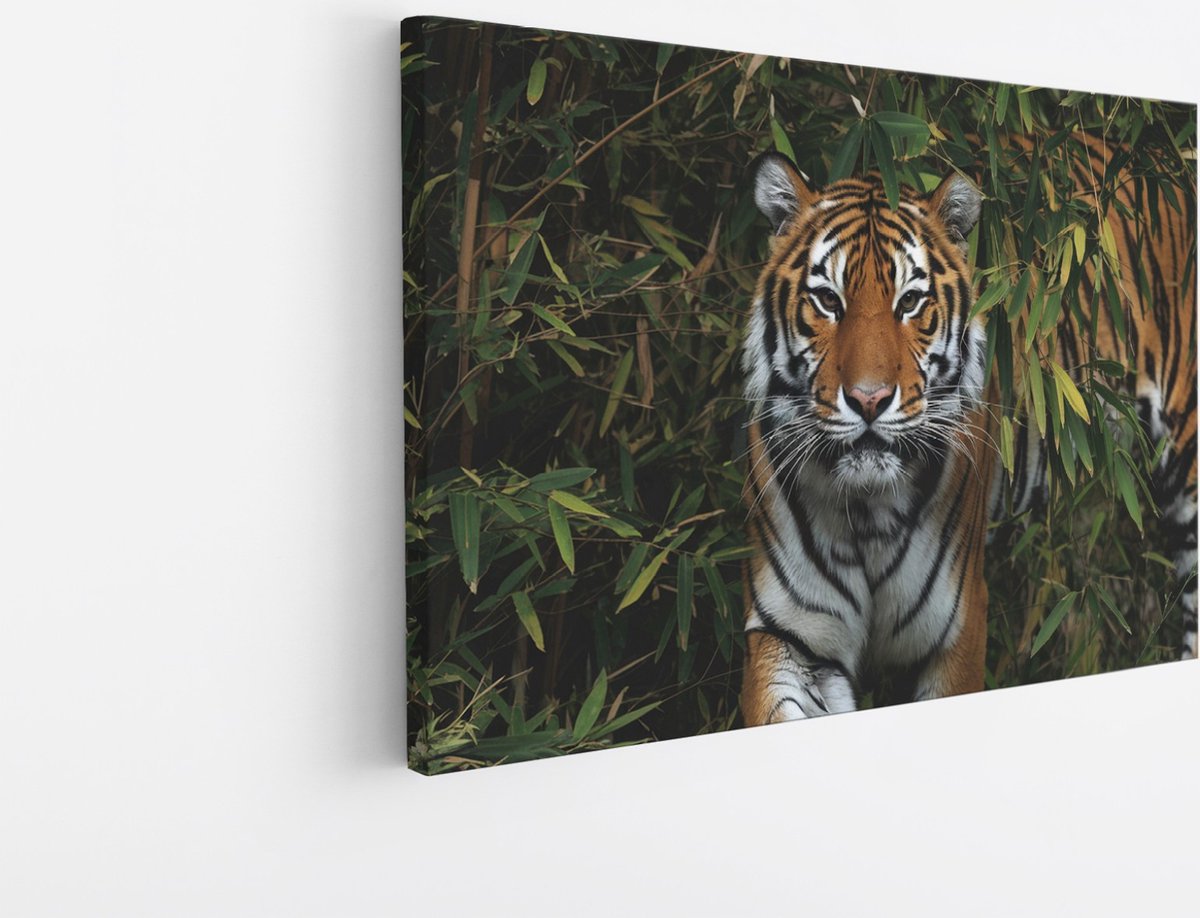 Saammp Canvas Schilderij - Tijger in Korea - Natuur - Dieren - 150x100 - Foto op canvas - Wanddecoratie - muurdecoratie Woonkamer - Slaapkamer decoratie - Canvas Print Multicolor