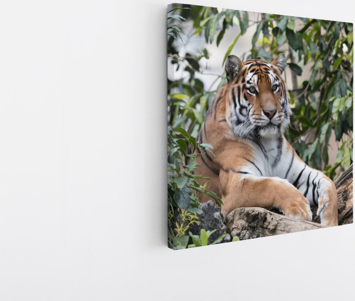 Saammp Canvas Schilderij - Tijger op boomstronk - Natuur - Dieren - 40x40 - Foto op canvas - Wanddecoratie - muurdecoratie Woonkamer - Slaapkamer decoratie - Canvas Print Multicolor