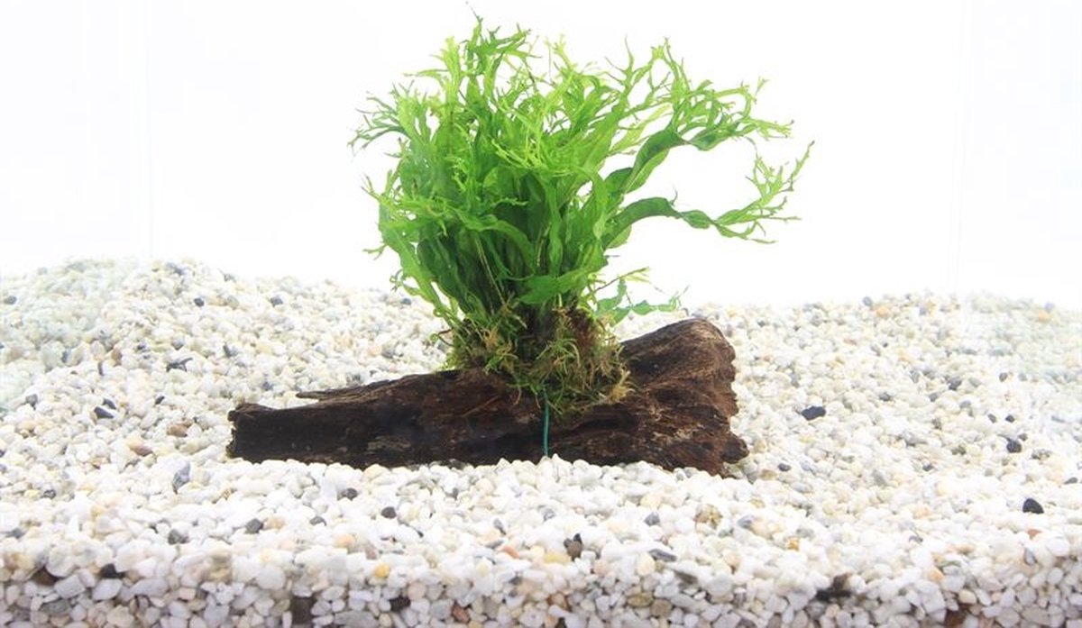 Moerings Driftwood met icrosorum pteropus | Small Waterplant