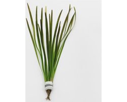 Moerings Vallisneria Spiralis Rood | In Bos met Loodje
