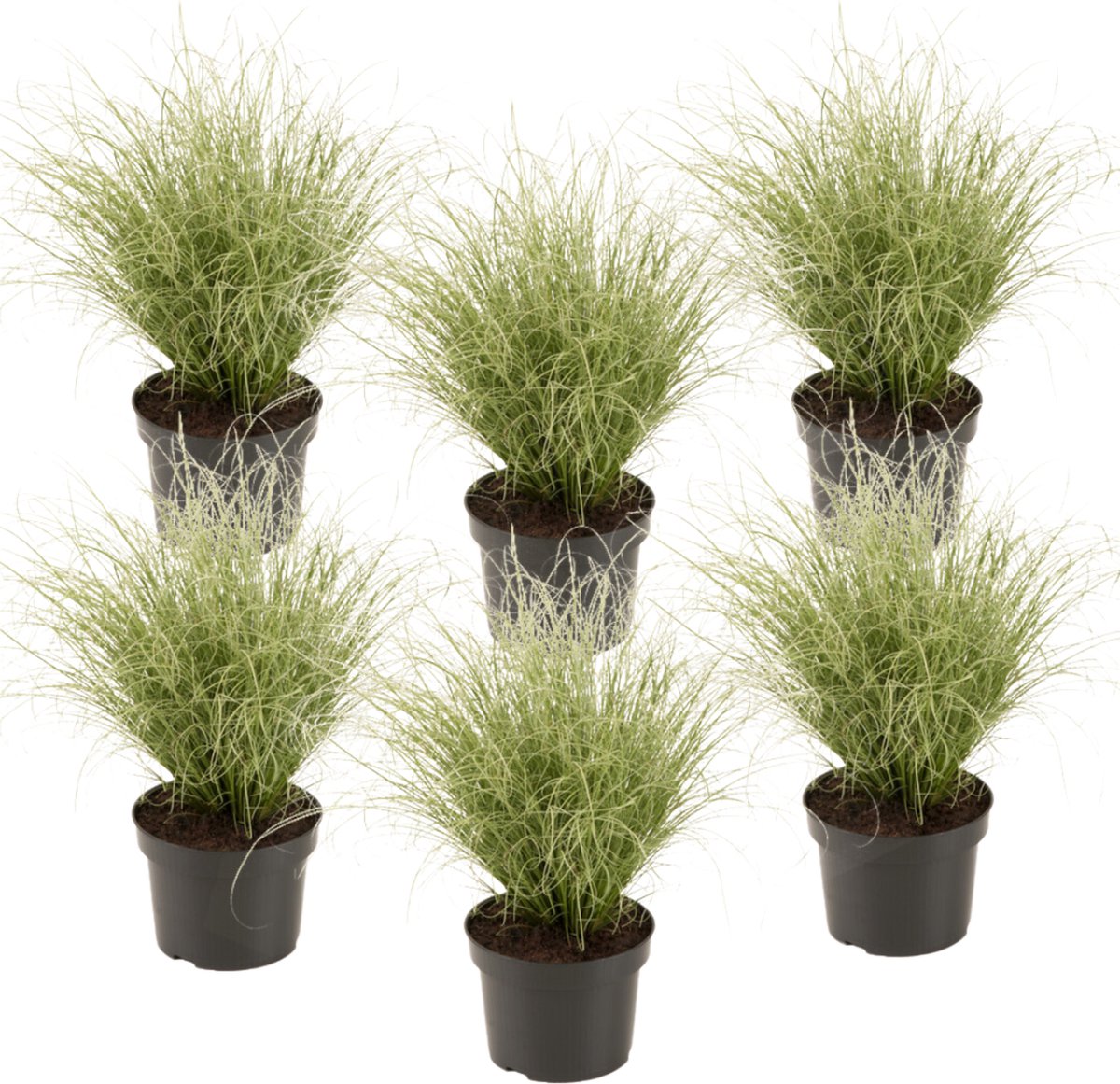 Plant in a Box - Carex Amazon Mist - Set van 6 - Pot 10,5 - Hoogte 15-25cm