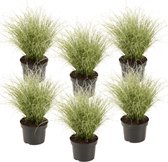 Plant in a Box - Carex Amazon Mist - Set de 6 - Pot 10,5 - Hauteur 15-25cm