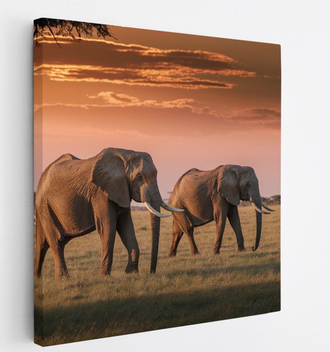 Saammp Canvas Schilderij - 3 Olifanten - Natuur - Dieren - 60x60 - Foto op canvas - Wanddecoratie - muurdecoratie Woonkamer - Slaapkamer decoratie - Canvas Print Multicolor