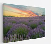 Saammp Canvas Schilderij - Lavendel planten - Bloemen - Landschap - Natuur - 50x40 - Foto op canvas - Wanddecoratie - Muurdecoratie Woonkamer - Slaapkamer decoratie - Canvas Print