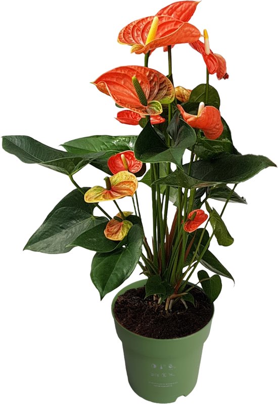 Plant in a Box - Flamingoplant - Anthurium 'Madural Orange' - Hoogte 55-70cm - Pot 17cm - Bloeiende kamerplant - Oranje