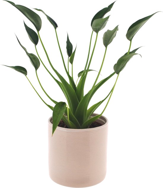 Alocasia Tiny Dancer | 30cm | Met Off White keramieken pot