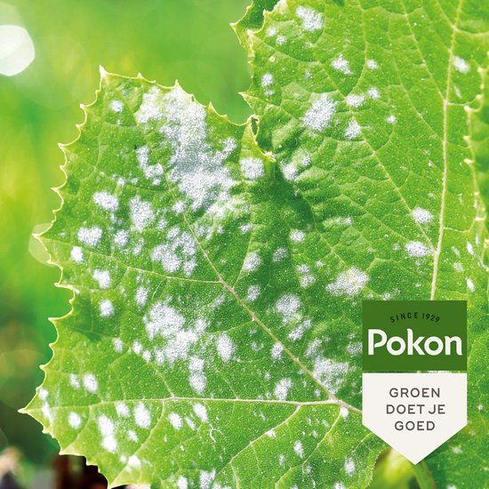 Pokon Bio tegen Schimmels - Concentraat - 250ml - Spuitzwavel - Meeldauw bestrijdingsmiddel - Voldoende voor 125m² van Merkloos	 — afbeelding 4