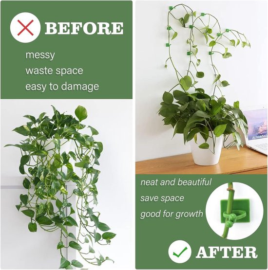 Vóór en na: rommelige plant vergeleken met een nette, gegroeide plant aan de muur, met groene clips.