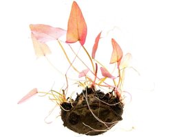 Moerings Nymphaea stellata Los