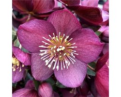 Nieskruid (Helleborus Orientalis) - - , Kerstroos (Potplant) - Vaste planten - Bijen-Vlinders - Groenblijvend - Bodembedekkers