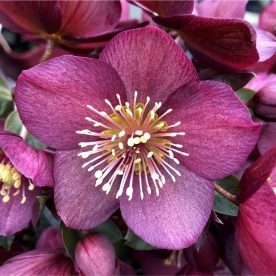 Florablom Helleborus Nieskruid - Paarse Kerstroos - Groenblijvend - Potplant