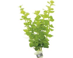Moerings Lysimachia nummularia | Penningkruid | in bos met loodje Waterplant