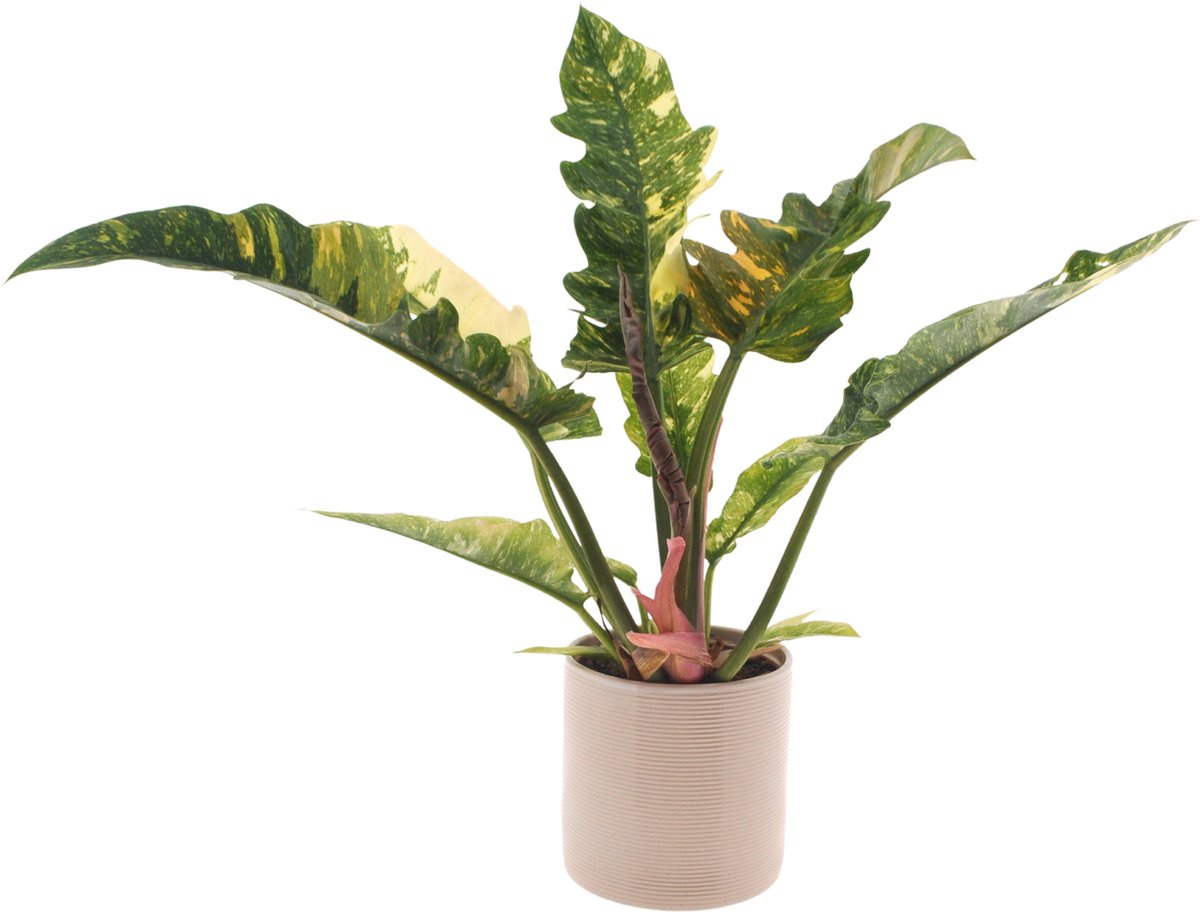 Philodendron Ring of Fire | 30cm | Incl. Off white keramieken pot